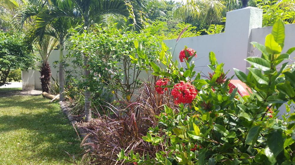 La Modestie Guest House Grand Anse  Exterior photo